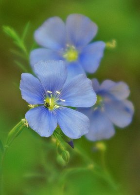 High Sierra Flower by Searsd