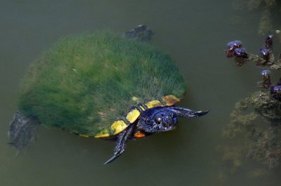 Moss-Backed Turtle