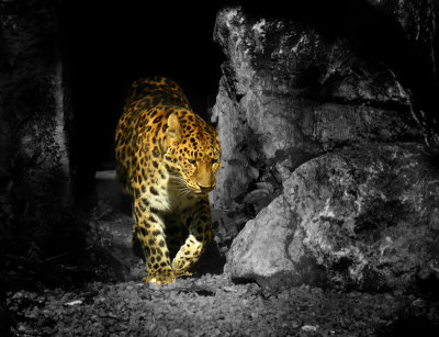 Leopard by Danbkk