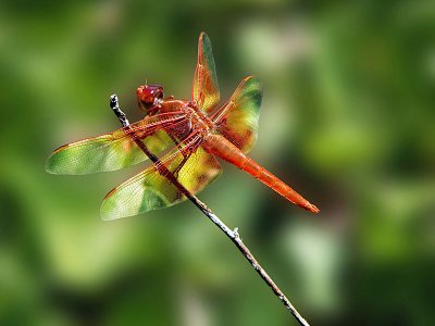 #2 - Camouflage Dragonfly by lac111