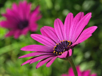 Pink Daisy by Nifty