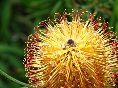 Banksia by Nifty
