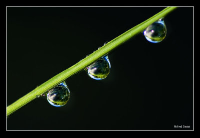 Dew drops by Milind