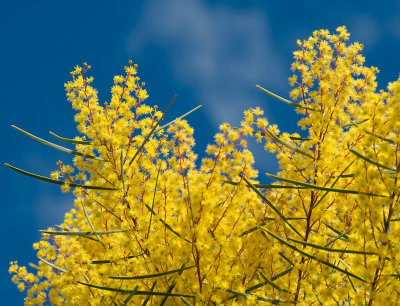 Yellow Riot:Wattle At Full Throttle* by Bugzie