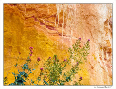 Flowers in Front of Ocher Rocks by UrsulaM