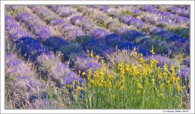 Lavender Fields by UrsulaM