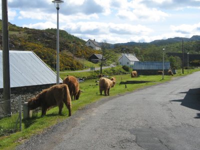 Free Range Highland Cattle