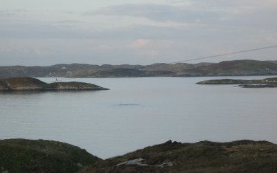 The Loch Tarbert Monster (probably a seal)