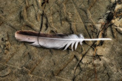 3/17/07-  A Feather on the Beach
