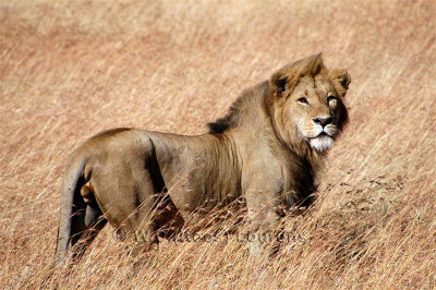 the Lion King / Koning Leeuw