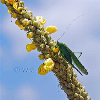 grasshopper / sprinkhaan