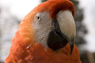 Orange parrot