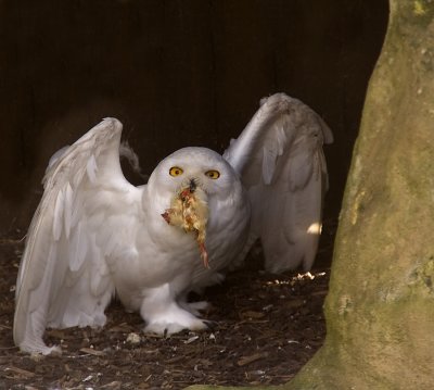 Snowy owl