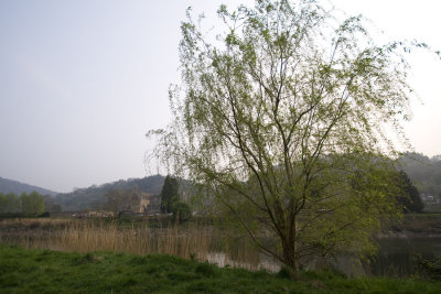 Tree by the River Wye