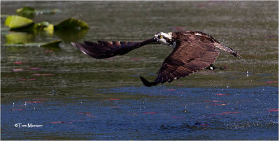  Osprey 