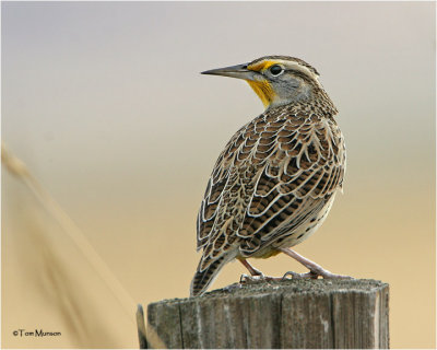 Western Meadowlark