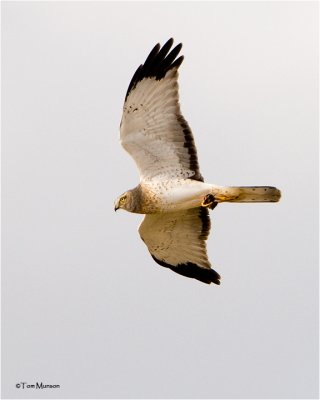 Northern Harrier  ( he has a rodent in his talons)
