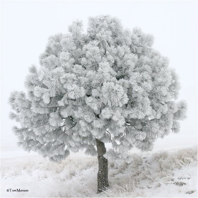 Frosty Pine Tree