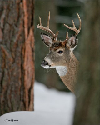  White tailed  Deer