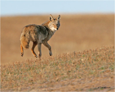  Coyote