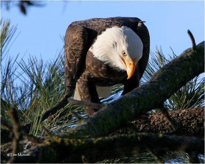 Bald Eagle