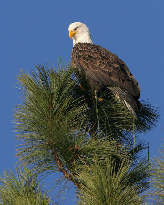 Bald Eagle