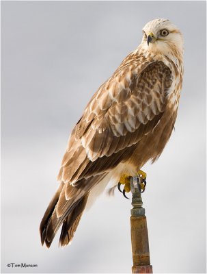 Rough-legged Hawk   ( sitting on a sprinkler head in an orchard)