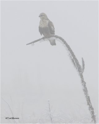 Rough-legged Hawk on a Mullein