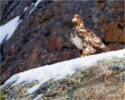 Bald Eagle (immature)