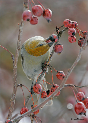 Pine Grosbeak