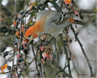 Pine Grosbeak