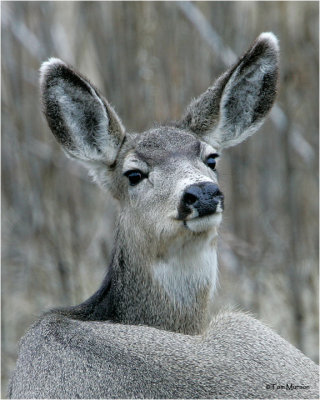  Mule Deer   (Doe)