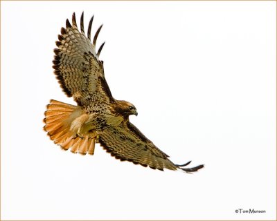 Red-tailed Hawk