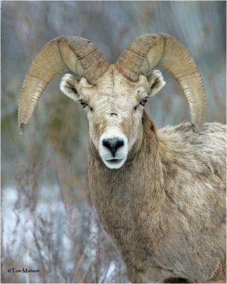  Bighorn  Sheep