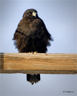 Rough-legged Hawk  (dark morph)