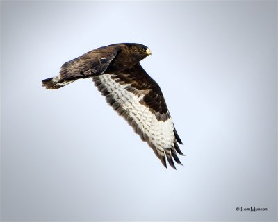 Rough-legged Hawk     (dark Morph)