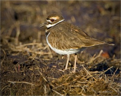 Killdeer