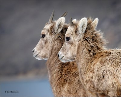  Bighorn Sheep (yearlings)