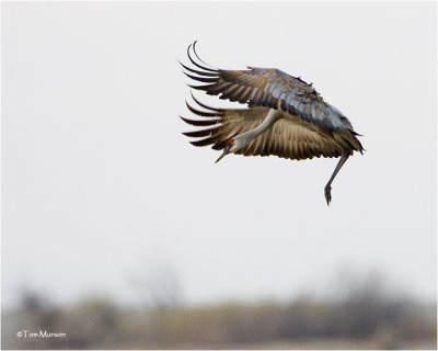 Sandhill Crane