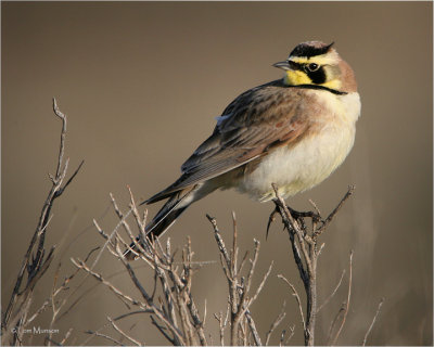 Horned Lark