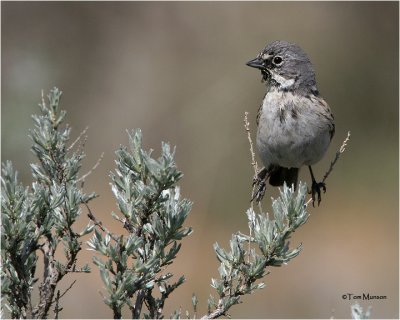 Sage Sparrow (perched on sage)