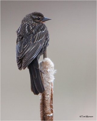 Red-winged Blackbird  (female)