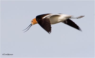 American Avocet