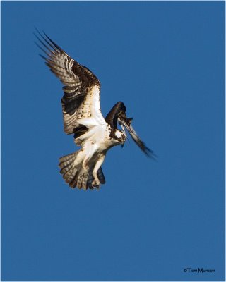 Osprey