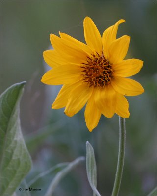 Arrowleaf Balsamroot