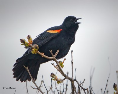 Red-winged Blackbird