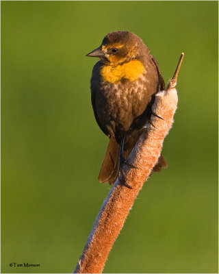 Yellow-headed Blackbird (female)