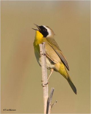 Common Yellowthroat