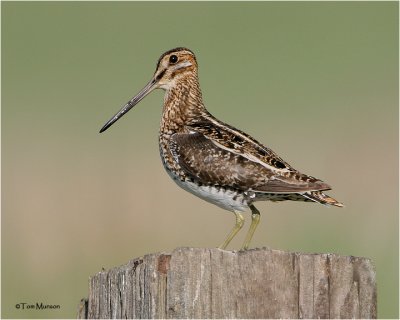 Wilson's Snipe