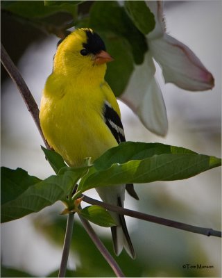 American Goldfinch